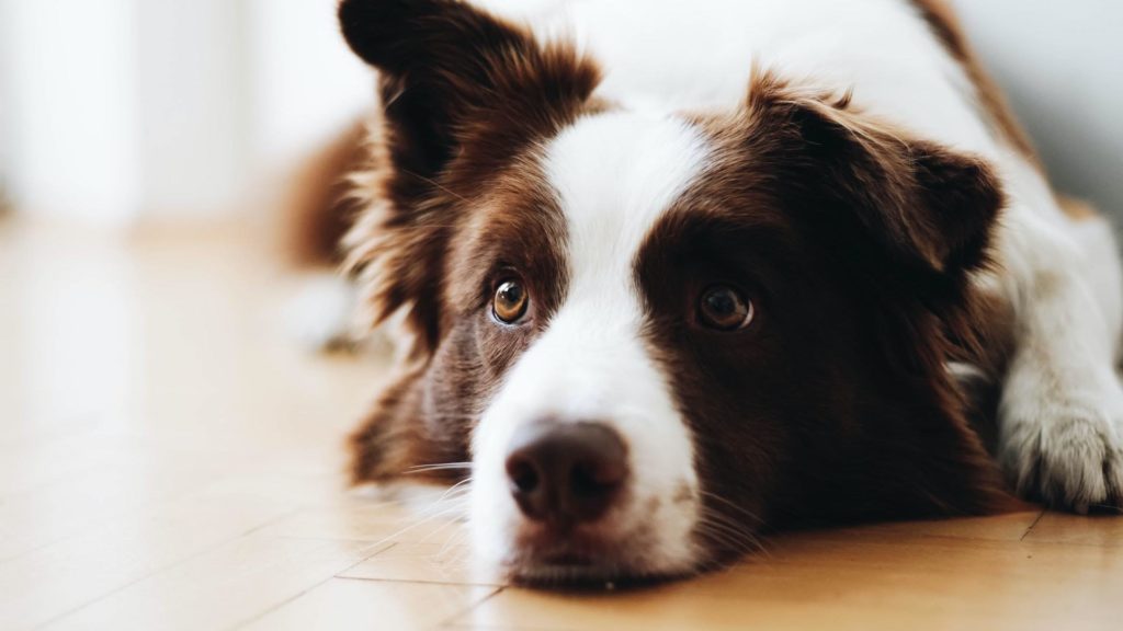 Hunde im Hotel Späth